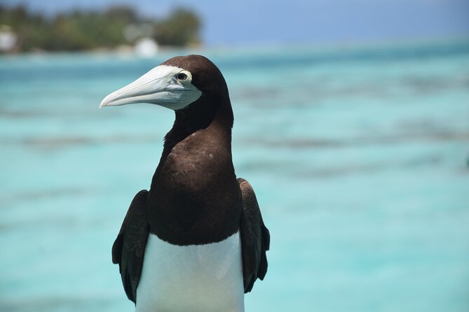 Private Day Trip Hike and Boat in Moorea - Is $1,822 good value?