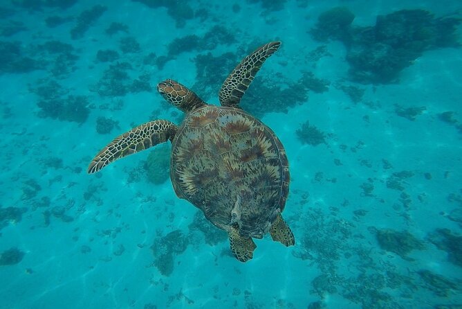 Private Discovery of the Marine Fauna of Moorea - Why this Moorea boat trip feels different