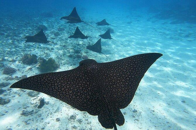 Private Discovery of the Marine Fauna of Moorea - Sea turtles and the chance of leopard rays