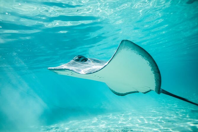 Private Discovery of the Marine Fauna of Moorea - Starting at Coco Beach and heading into the lagoon