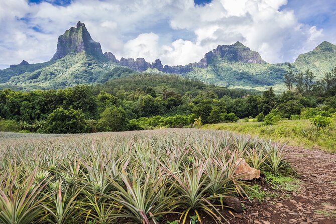 Private excursion to Moorea, photo tour & immersive discovery - Belvedere Lookout and the old volcanic crater