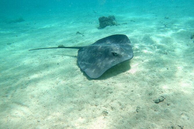 Private Excursion with E-Board in Moorea with snorkeling - Why the E-Boards suit beginners