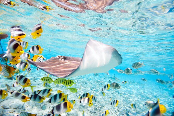 Private Full-Day Lagoon Adventure in Bora Bora with BBQ Lunch - 12:30 p.m. lunch on a private motu