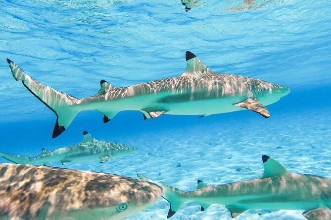 Private Full-Day Lagoon Adventure in Bora Bora with BBQ Lunch - Guides, pace, and personal touches