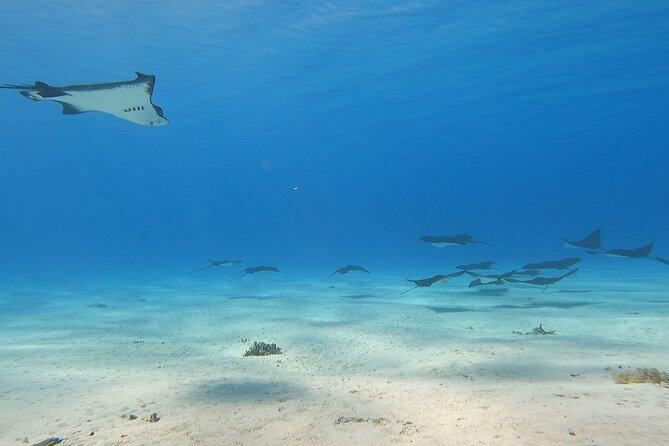 Private Full Day Lagoon Safari and Lunch on a Motu in Bora Bora - Rays, sharks, and open lagoon wildlife