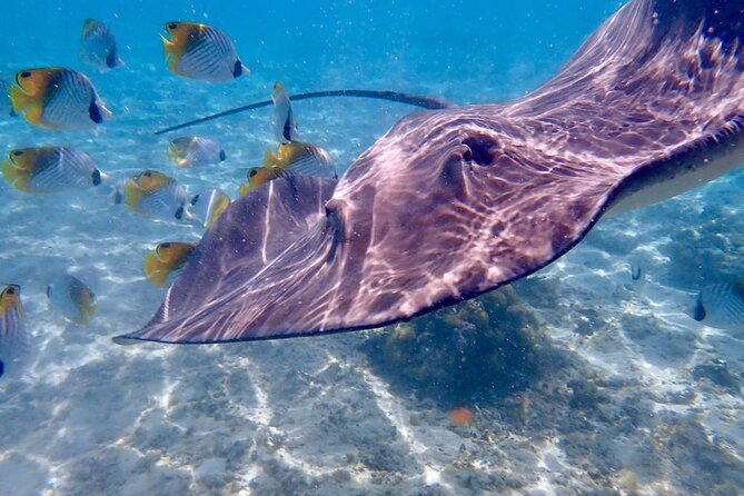 Private Full Day Lagoon Safari and Lunch on a Motu in Bora Bora - Lunch on a motu, with time to slow down