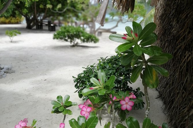 PRIVATE FULL DAY LAGOON TOUR - Bora Bora Cultural Lagoon Tour - Stingrays and Black-Tip Sharks