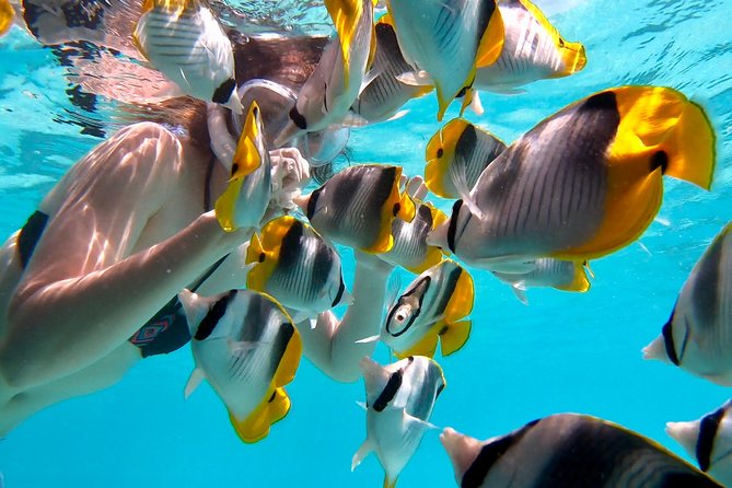 PRIVATE Full Day Tour : Moorea Snorkeling & Sailing on a Catamaran named Taboo - Who will enjoy this Moorea boat day most