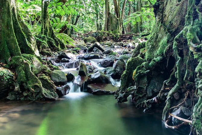 Private Half-Day Hike in the Opunohu Valley in Moorea - What makes a private guide useful