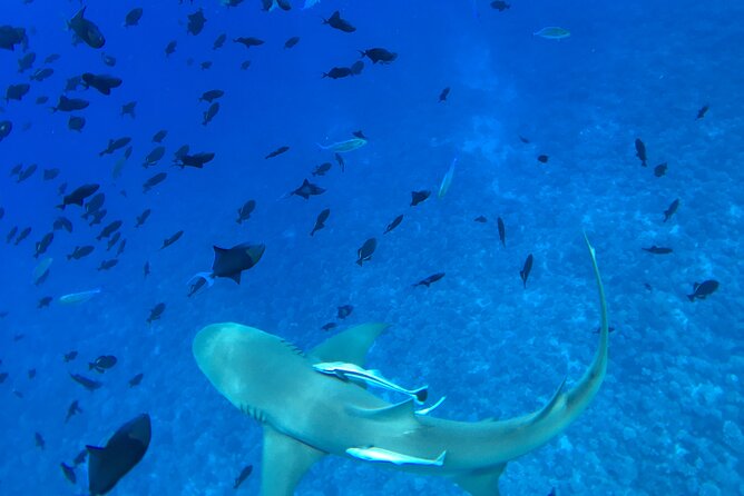 PRIVATE HALF DAY LAGOON TOUR - Bora Bora Cultural Lagoon Tour - Who Will Like This Tour Most
