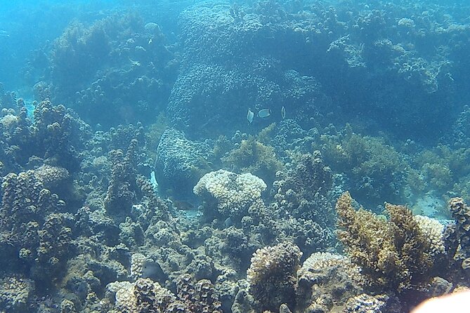 Private Half Day Sailing Excursion on the Lagoon of Tahiti - The second stop: shallow water, fruit, and local punch