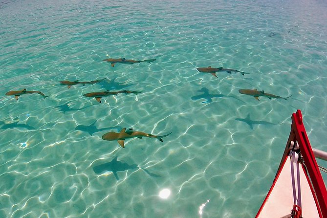 PRIVATE Half Day Tour : Moorea Snorkeling & Sailing on a Catamaran named Taboo - A private morning on Moorea’s lagoon