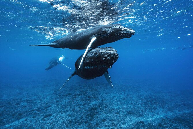 Private Half Day Whale Watching Tour - Why a Six-Person Boat Changes the Day
