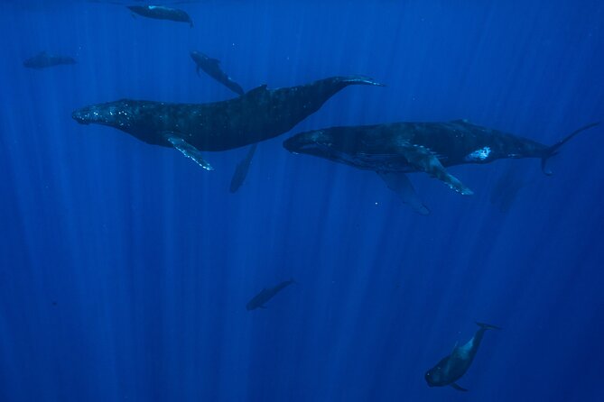 Private Half Day Whale Watching Tour - Fruit, Drinks, and the Small Details