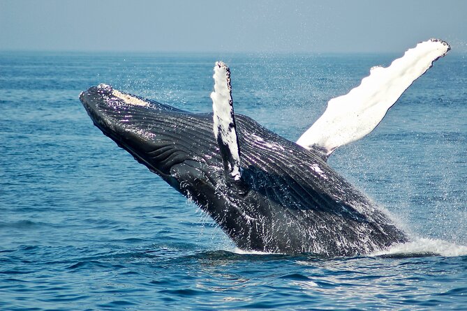 Private Half Day Whale Watching Tour - Meeting at Coco Beach Restaurant Parking