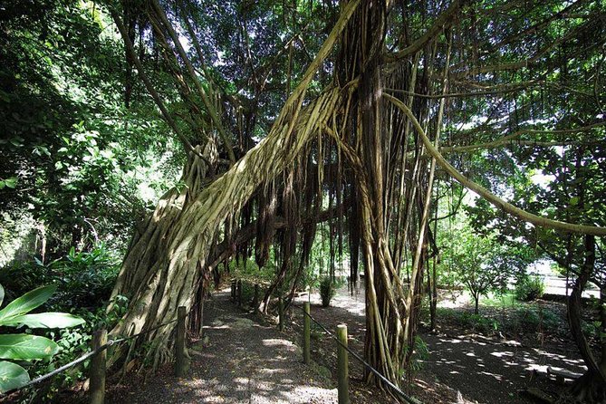 Private Island Tour ( 5 HOURS) - Faarumai Waterfalls add a short forest walk