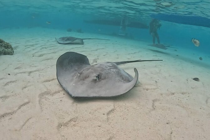 Private Lagoon Exploration and Snorkeling in Moorea - Moorea’s lagoon, seen from a private boat