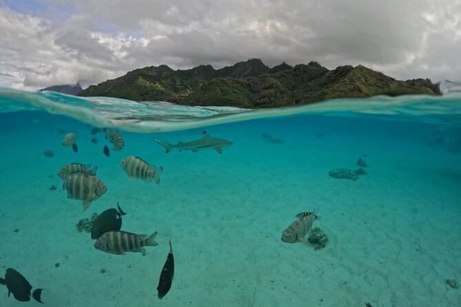 Private Lagoon Exploration and Snorkeling in Moorea - The underwater tiki adds a cultural detail