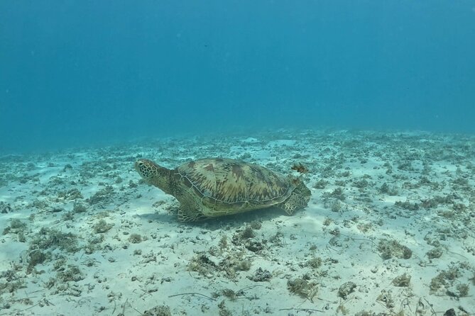 Private Lagoon Exploration and Snorkeling in Moorea - Snacks are included, but lunch is not