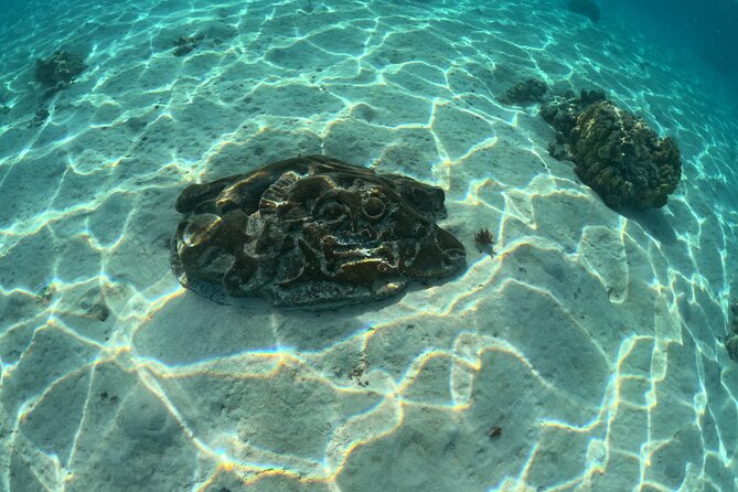 Private Lagoon Exploration and Snorkeling in Moorea - Why the private format may be worth the cost