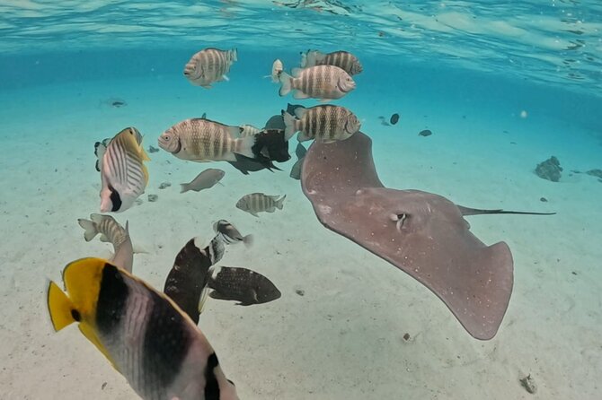 Private Lagoon Exploration and Snorkeling in Moorea - Snorkeling with stingrays and blacktip sharks