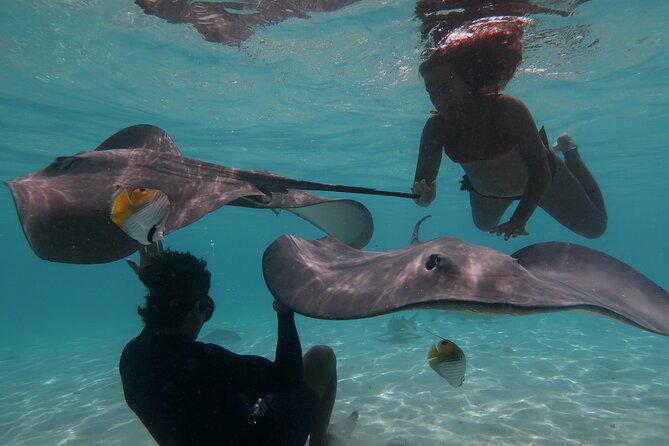 Private lagoon tour (rays, sharks, turtles) by boat in Moorea - A private morning or afternoon on Moorea’s lagoon