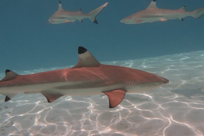 Private lagoon tour (rays, sharks, turtles) by boat in Moorea - The submerged tikis and the ray and shark sandbank