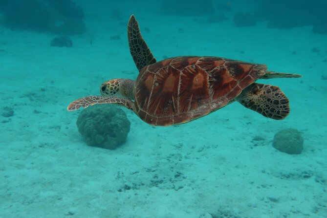 Private lagoon tour (rays, sharks, turtles) by boat in Moorea - Turtles, rays, sharks, and seasonal whales
