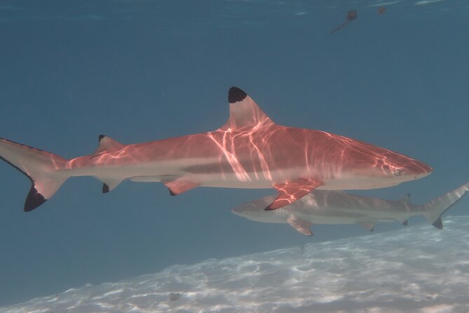 Private lagoon tour (rays, sharks, turtles) by boat in Moorea - Snorkeling gear, fruit, and time to relax