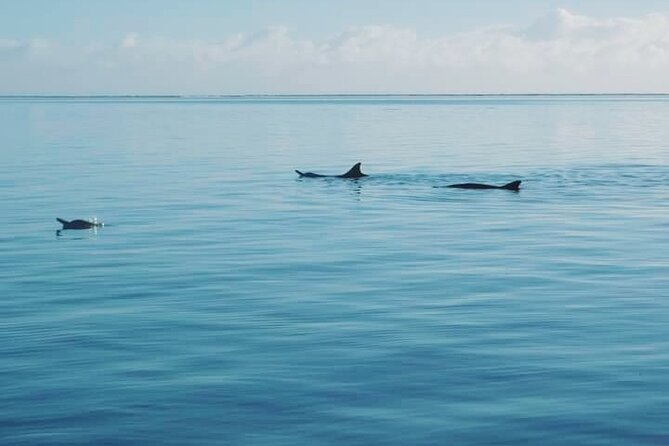 Private Marine Excursion and snorkeling in the lagoon of Moorea - How the price works for your group