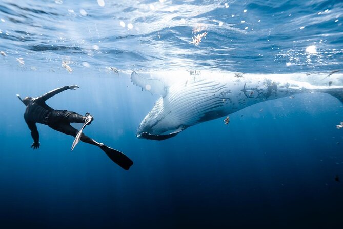 Private Marine Excursion and snorkeling in the lagoon of Moorea - Who should book this Moorea excursion?