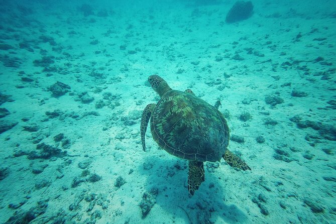 Private Marine Excursion and snorkeling in the lagoon of Moorea - The boat ride is part of the attraction