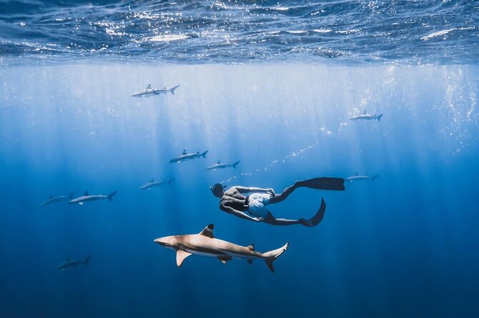 Private Marine Wildlife Adventure with Underwater Photography - The lagoon offers an easy first look at Moorea’s marine life