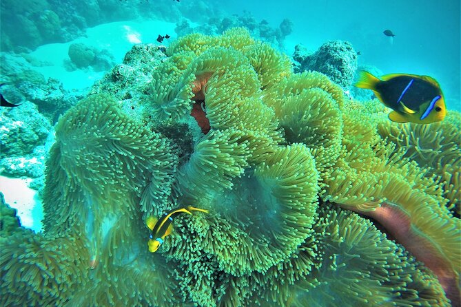 Private Reef Discovery Luxury Dream Day Tour in Bora Bora - Why the private format matters