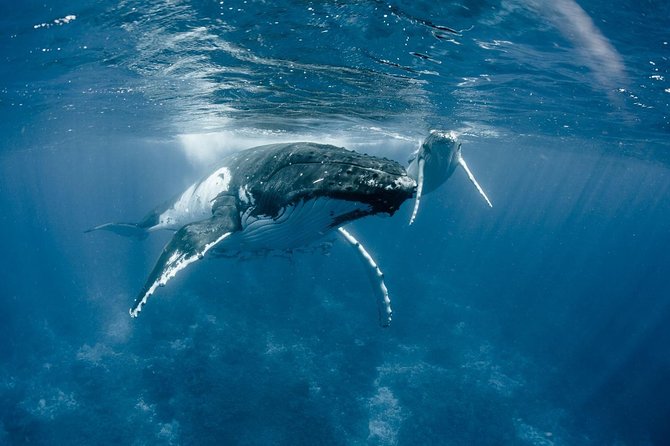 Private Reef Discovery Luxury Dream Day Tour in Bora Bora - Who will get the most from this day
