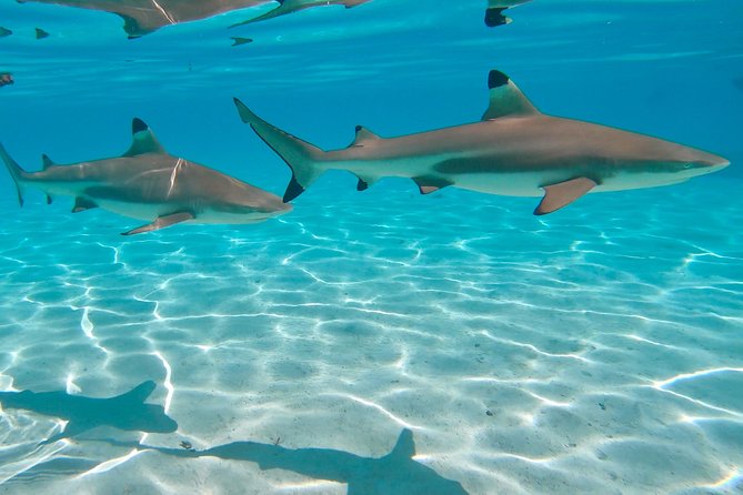 PRIVATE Sunset Tour: Moorea Snorkeling on a Catamaran named Taboo - Why Taboo feels different from a standard Moorea boat trip