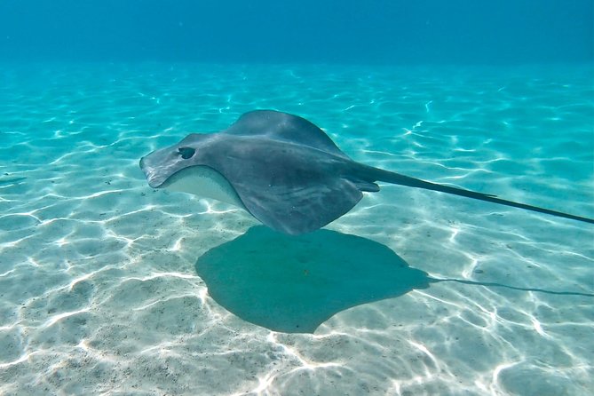 PRIVATE Sunset Tour: Moorea Snorkeling on a Catamaran named Taboo - The price makes sense for four people