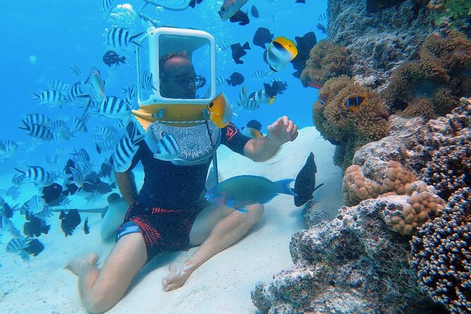 Private Tour: Aqua Safari Scuba Diving - The coral garden and its fish