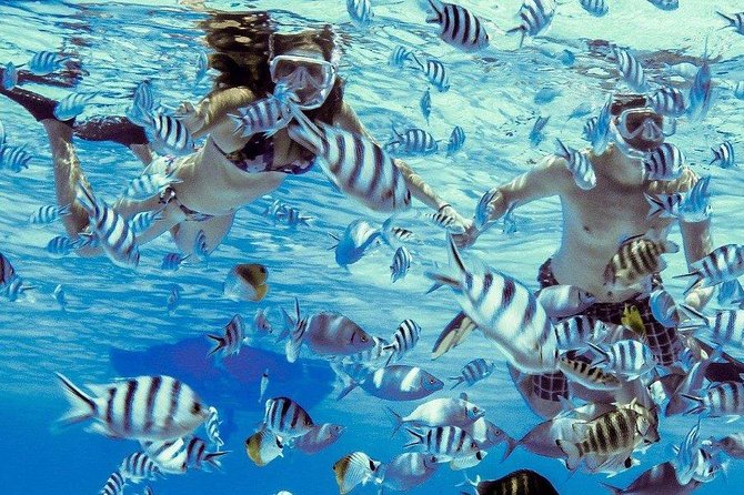 Private Tour: Bora Bora Lagoon Eco Snorkel Cruise - 3hrs or 6hrs - Wildlife encounters without feeding sharks or rays
