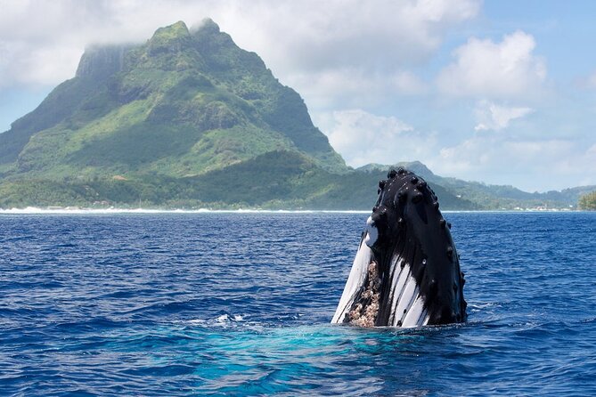 Private Tour: Bora Bora Whale Watching & Swimming Experience - Key points to know before you book