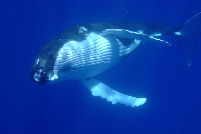 Private Tour: Bora Bora Whale Watching & Swimming Experience - Chasing humpbacks in Bora Bora’s open water