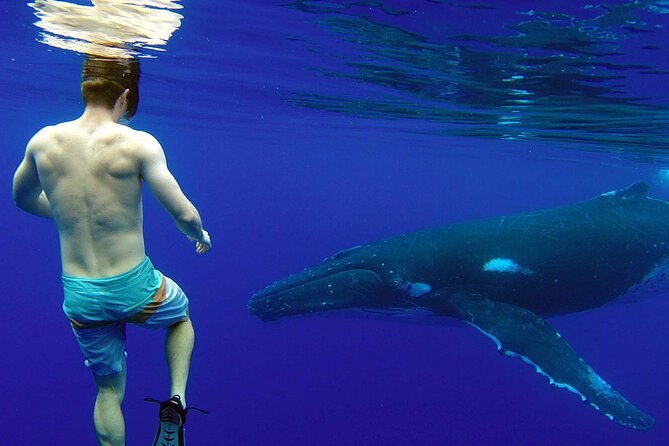 Private Tour: Bora Bora Whale Watching & Swimming Experience - Why a private boat changes the experience