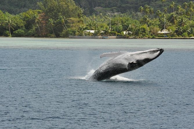 Private Tour: Bora Bora Whale Watching & Swimming Experience - Drinks are covered, but bring your own meal