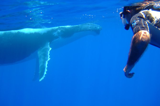 Private Tour: Bora Bora Whale Watching & Swimming Experience - How to judge the $448.55 price