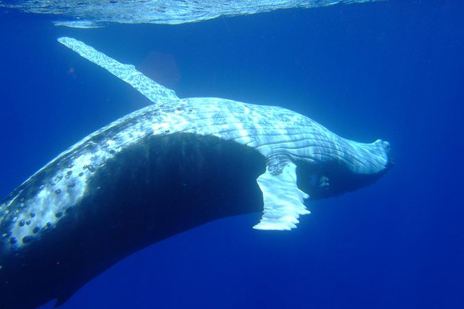 Private Tour: Bora Bora Whale Watching & Swimming Experience - Who will enjoy this Bora Bora whale trip