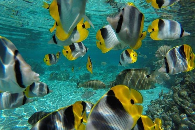 Private tour from Raiatea - 1/2 day excursion to Tahaa or other - Choosing your Taha’a itinerary