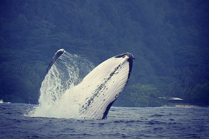 Private tour observing and swimming with humpback whales in Moorea - What the four-hour Moorea trip is really about