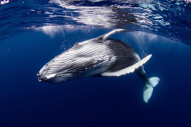 Private tour observing and swimming with humpback whales in Moorea - Chasing whales from July through November