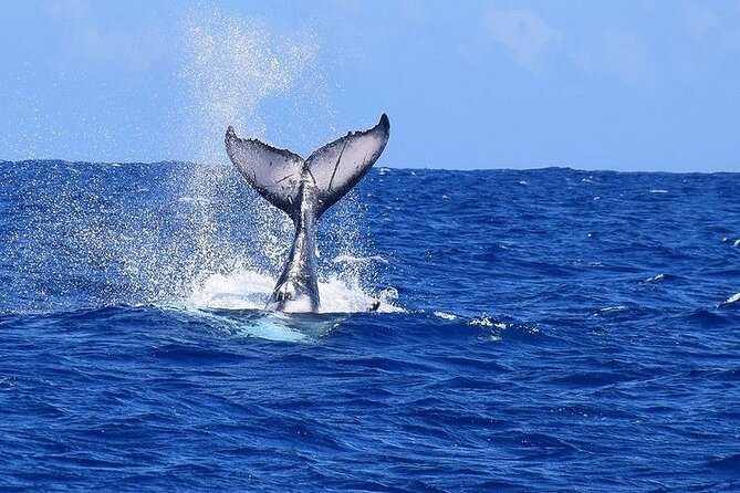 Private tour observing and swimming with humpback whales in Moorea - Moorea’s two bays and the view from the water
