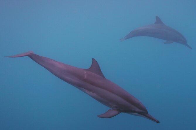 Private tour observing and swimming with humpback whales in Moorea - Swimming with whales: what you should expect